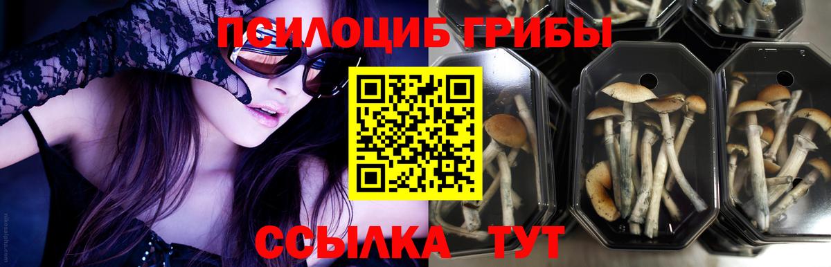 Псилоцибиновые грибы прущие грибы Павловский Посад